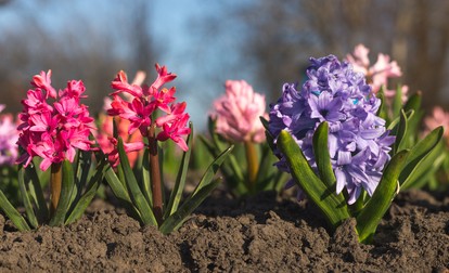 Plantare zambile