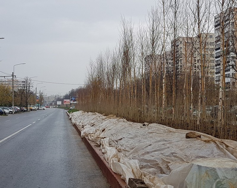 EXCLUSIV| Primăria Sectorului 3 cheltuiește peste 200.000 de euro pe arbori și arbuști. Specialiștii spun că e o amenajare haotică