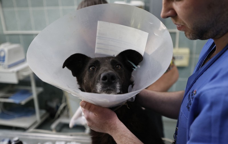 „Unii mă condamnă că mi-am salvat câinele, dar mi-am abandonat mama”. Povestea ucrainenilor care și-au scos animalele din mijlocul bombardamentelor