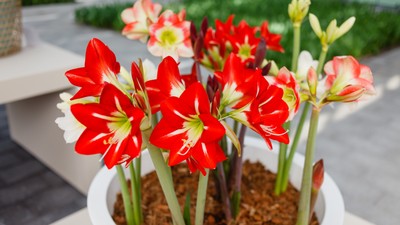 Flori de amaryllis roșii