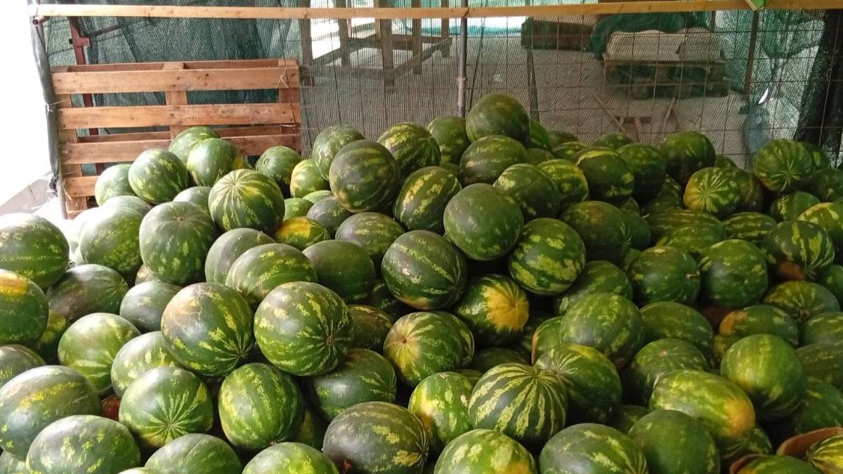 Zeci de pepeni verzi pe jos