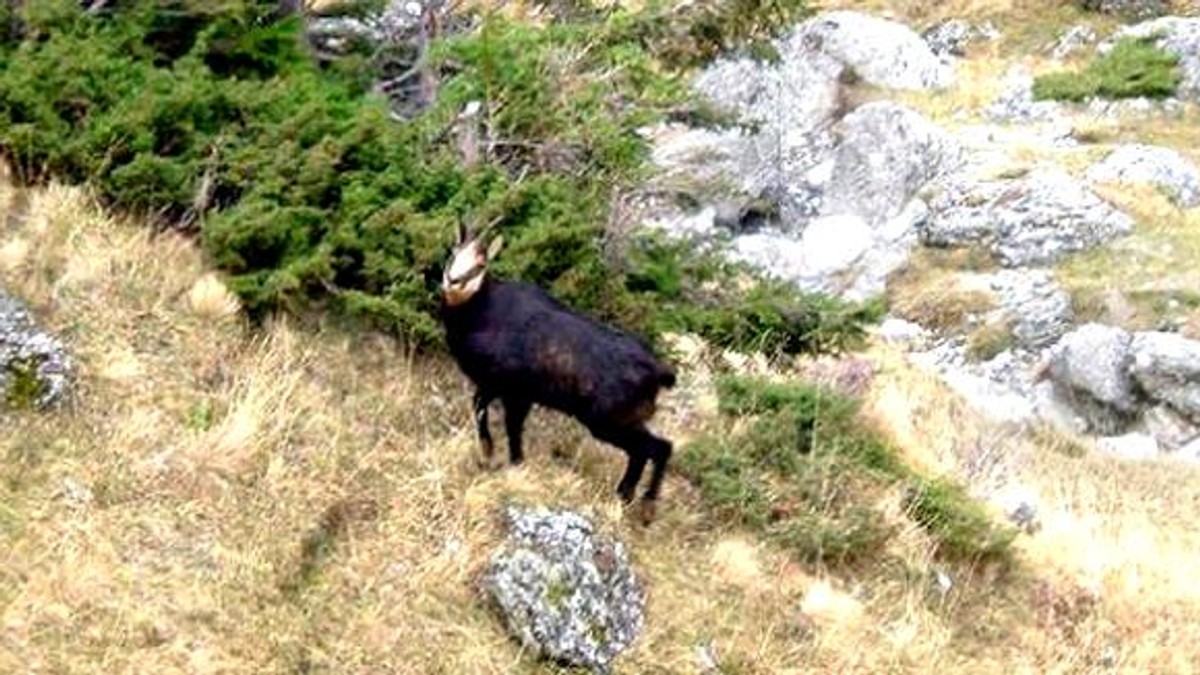 O capră neagră a fost împușcată de braconieri în Parâng