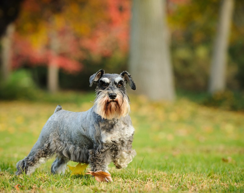 Rasa Schnauzer - ce caracteristici are câinele cu sprâncene lungi