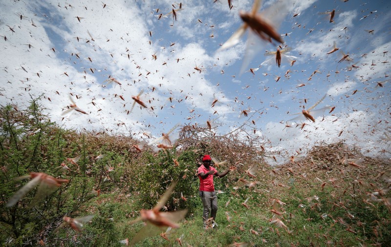Stare de urgență în Africa din cauza lăcustelor. Insectele se înmulțesc rapid și ar putea invada 30 de țări
