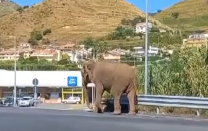 Un elefant scăpat de la circ, surprins pe o autostradă din Italia. Se îndrepta spre un supermarket
