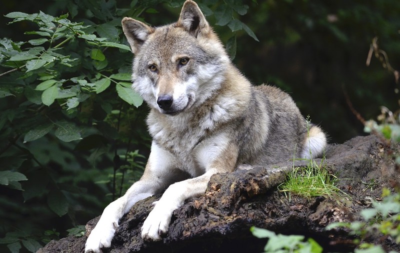 Un cioban a pus lupul paznic la oi. L-a confundat cu un câine