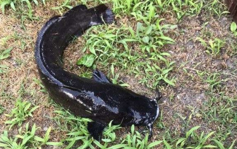 Alarmă în Deltă, după ce specialiștii au identificat o specie agresivă de pește: „O problemă gravă”