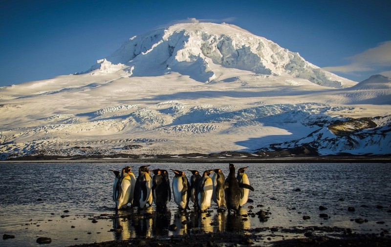 Cum s-a putut prăbuși un elicopter în Africa de Sud, din cauza unui pinguin ținut într-o cutie de carton