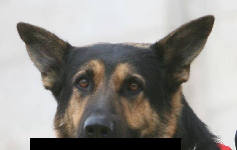 Descoperire şocantă în judeţul Cluj! Un şofer a găsit un câine ciobănesc care căra în gură un picior de om