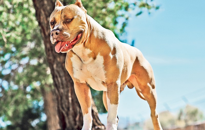 Pitbull agresiv? Reclamă cazul la Poliţie şi la Direcţia Sanitar- Veterinară!