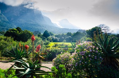 Grădinile Kirstenbosch - cele mai frumoase grădini din lume