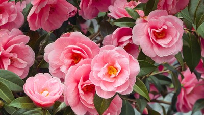 Camelii - plantare si ingrijie