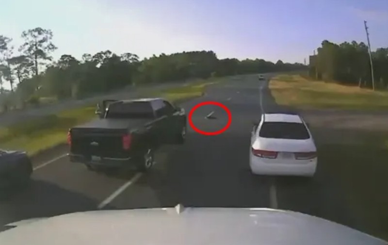 Accident pe o autostradă din Florida, după ce un șofer a oprit brusc pentru a permite unei țestoase să traverseze drumul | VIDEO
