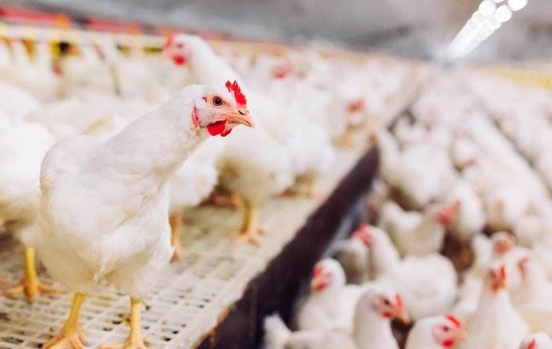 Un pui de carne crescut în 30 de zile e echivalentul unui bebeluș care a ajuns la 300 kg la două luni. Viața puilor broiler, într-o campanie Free cu Dragoș Pătraru