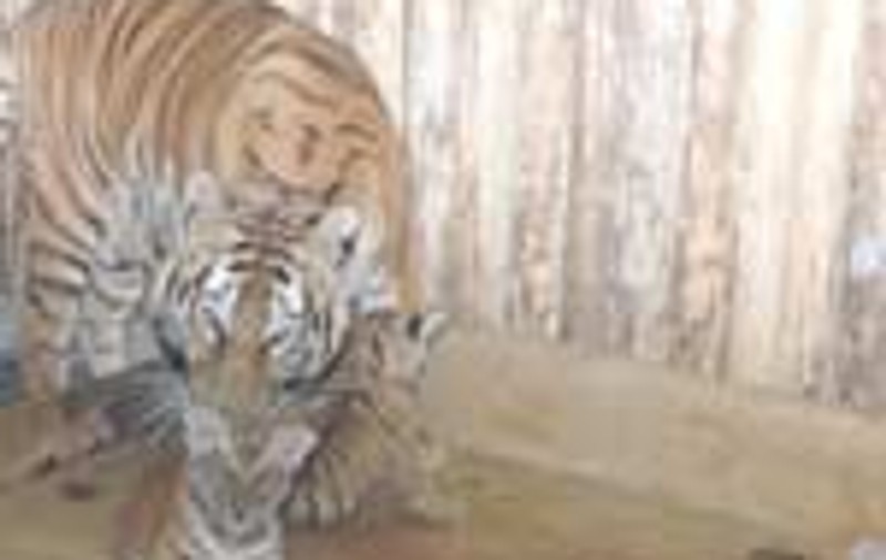 Trei pui de tigru, noii locatari de la Zoo 