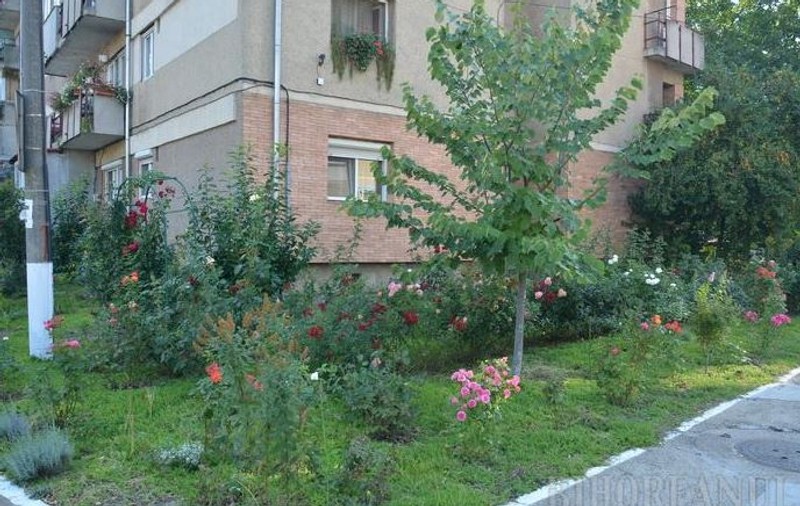 O orădeancă a transformat spaţiul din jurul blocului într-o grădină de toată frumuseţea GALERIE FOTO