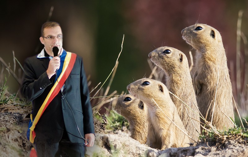 Primarul și rezervația de popândăi. Investiție sau exterminare?