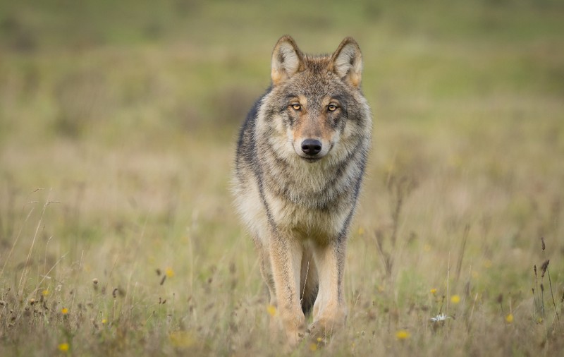 Un lup a atacat o femeie în Hamburg, primul caz de acest fel după revenirea speciei în Germania