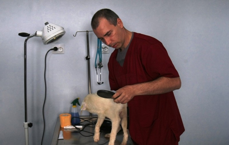 Află unde-ţi poţi STERILIZA GRATIS câinele!