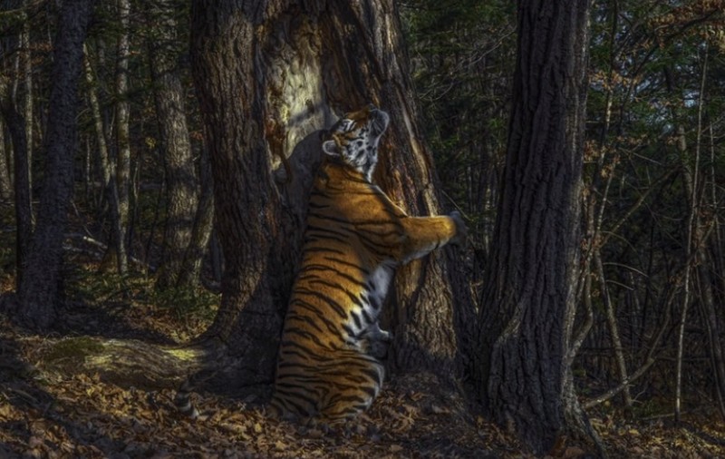 Imaginea cu un tigru siberian care îmbrăţişează un copac, surprinsă cu o cameră ascunsă, desemnată fotografia anului