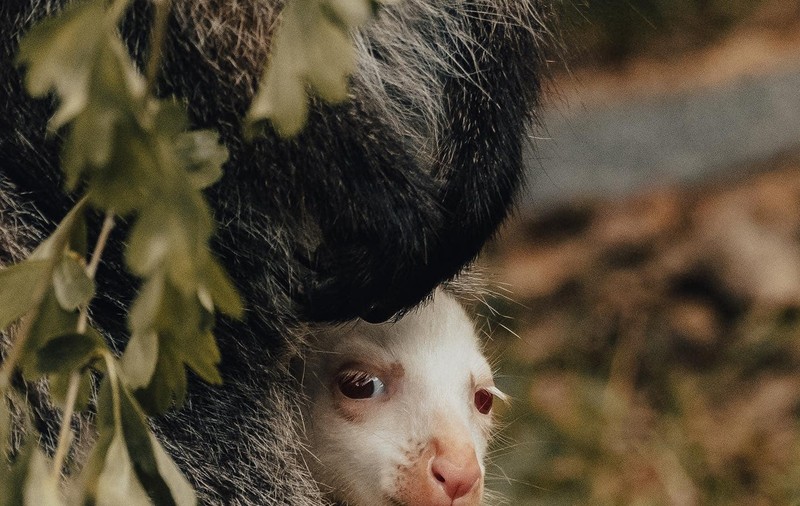 Senzație la o grădină zoologică din Germania. O femelă cangur a născut un pui complet alb