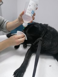 Cățelușa Dora, la tratament