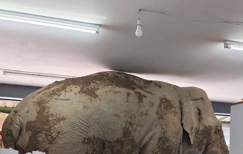 Un elefant a plecat la „cumpărături” în Thailanda. Uriașul pachiderm s-a comportat în magazin ca un client curios