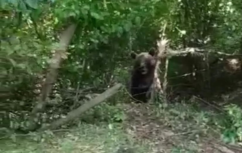 Urs de 300 de kilograme, blocat într-un gard de sârmă, în comuna nemțeană Bicaz-Chei. Primar: „E periculos, nu știu ce să facem”