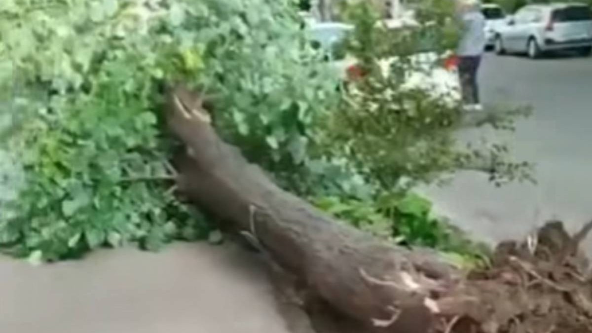 Poză cu copacul doborât de vânt în Brăila