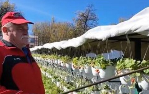 Afacerea de vis a unui bărbat din Cluj. Cu doar 2.000 de lei şi-a transformat curtea într-o grădină suspendată