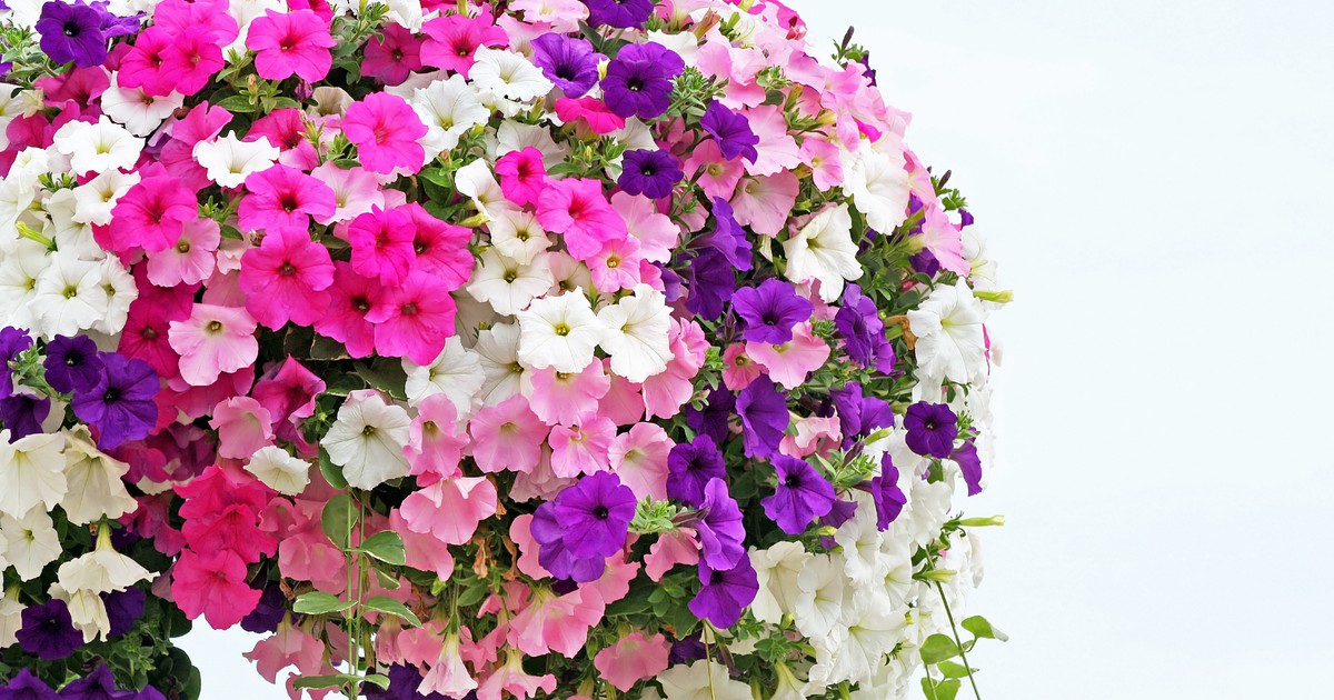 Petunii ingrijire si plantare