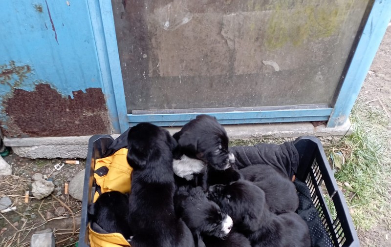 Mobilizare pe Facebook, după ce o femeie și un bărbat au abandonat zece cățeluși lângă un magazin, în Brașov: „Dacia Duster cu număr de Sibiu”