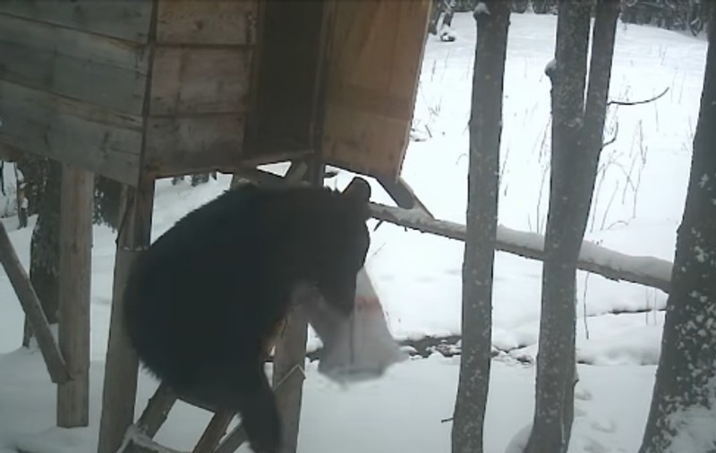 VIDEO | Imagini amuzante cu un urs care fură mâncare dintr-un punct de hrănire