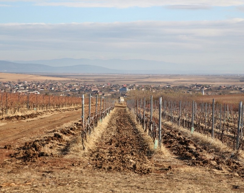 Fotbalul e pasiune, tot agricultura e baza! Țucudean își face abator, dar e supărat că nu prea găsește mână de lucru