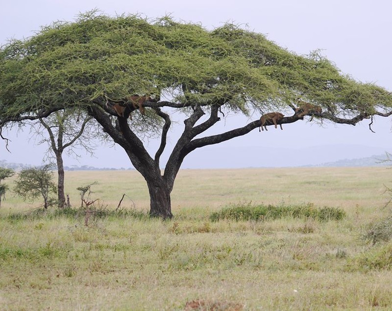 Un colaborator de-al lui Piţurcă îşi petrece vacanţa în Tanzania / GALERIE FOTO&VIDEO