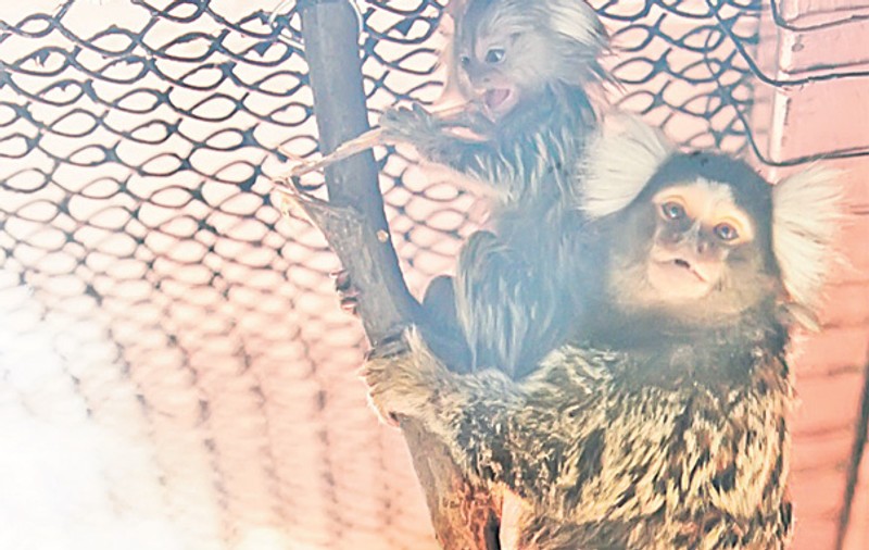 Libertatea vi-l prezintă pe locuitorul de doar 10 centimetri de la Zoo Băneasa: puiul de marmosetă e atât de mic, că-l ţii în palmă