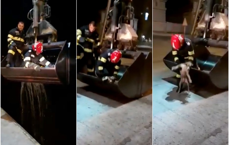 Un cățel care a căzut în mare a fost salvat cu excavatorul, de pompierii din Constanța