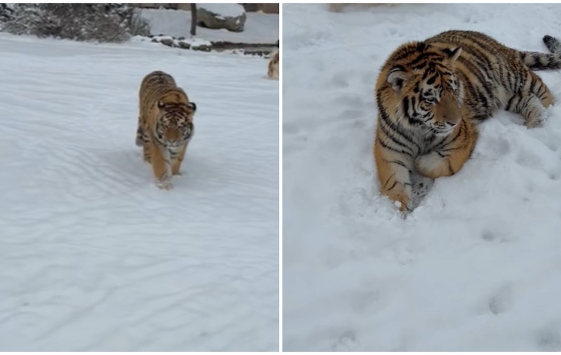 Tigru siberian într-o curte din Dâmbovița, viral pe TikTok. Polițiștii îl verifică pe Shere Khan la menajeria din Picior de Munte