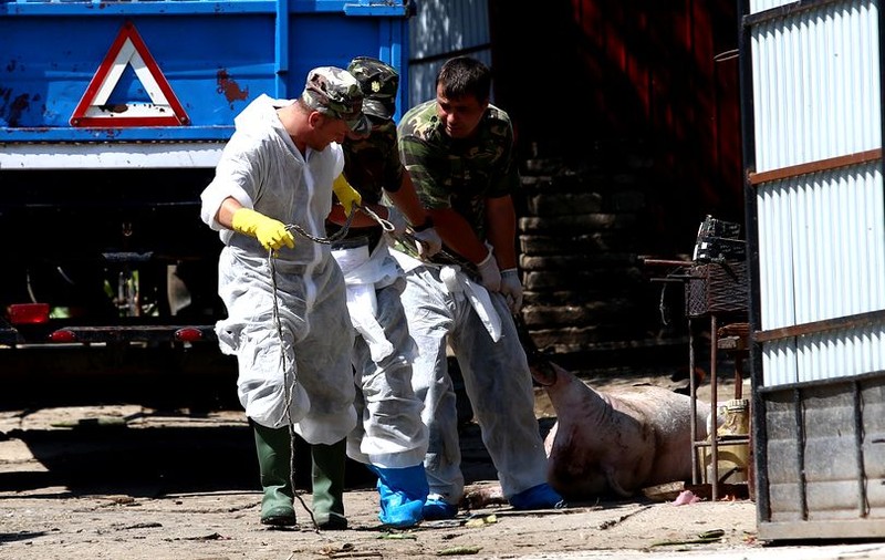 Comisia Europeană, gata să ajute România pentru combaterea pestei porcine africane