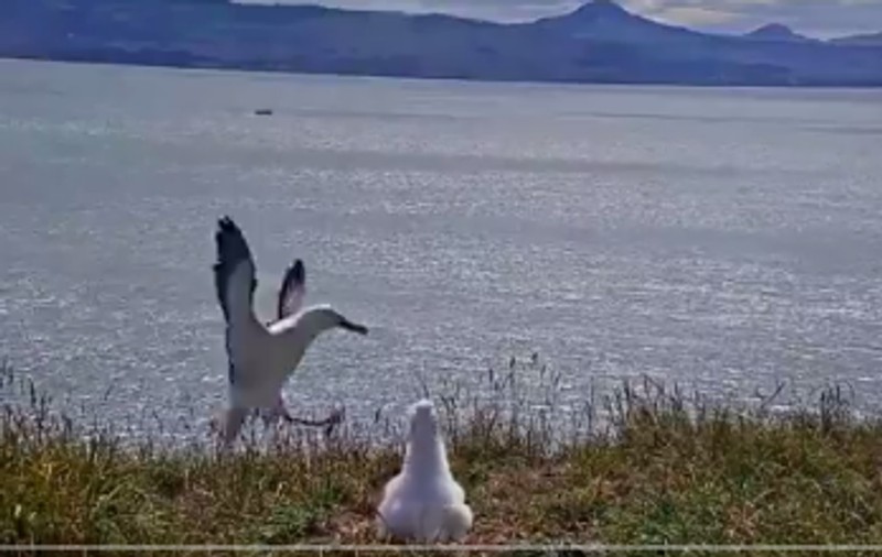 Un clip devenit viral surprinde aterizarea ratată a unui albatros, în Noua Zeelandă