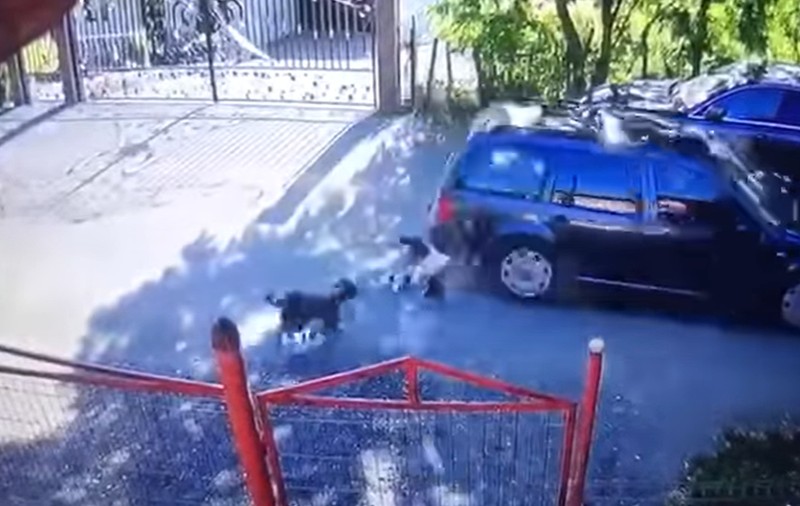 VIDEO| Cruzime fără limite în Suceava. Pui de câine călcați și omorâți de un șofer. Momentul surprins de camere