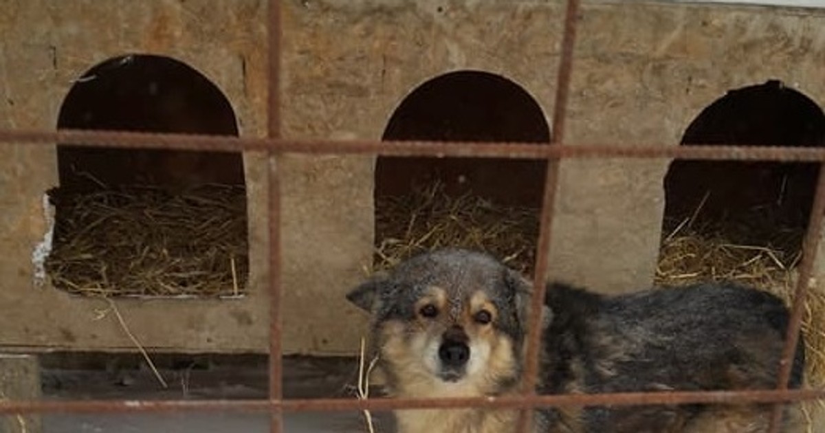 Cinci câini bătrâni din adăpostul Asociaţiei Help Lăbuş Galați au murit din cauza gerului