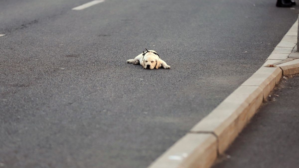 Un câine deschis la culoare și aproape adormit stă întins pe jos, pe asfalt, într-o zi caldă, București. În partea dreaptă se vede bordura