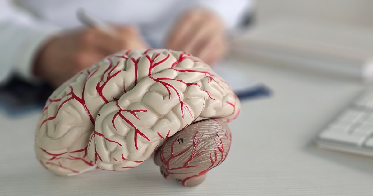 Imaginea prezintă un model anatomic al creierului uman, plasat pe un birou alb, într-un mediu medical sau educațional.