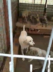 Unul dintre câinii confiscaţi la percheziţie şi plasat în adăpostul Primăriei Constanţa | Sursa foto: Facebook