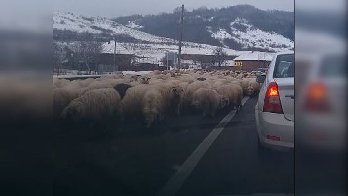 O turmă de oi a lins sarea de pe asfalt pe E81, în Sălaj