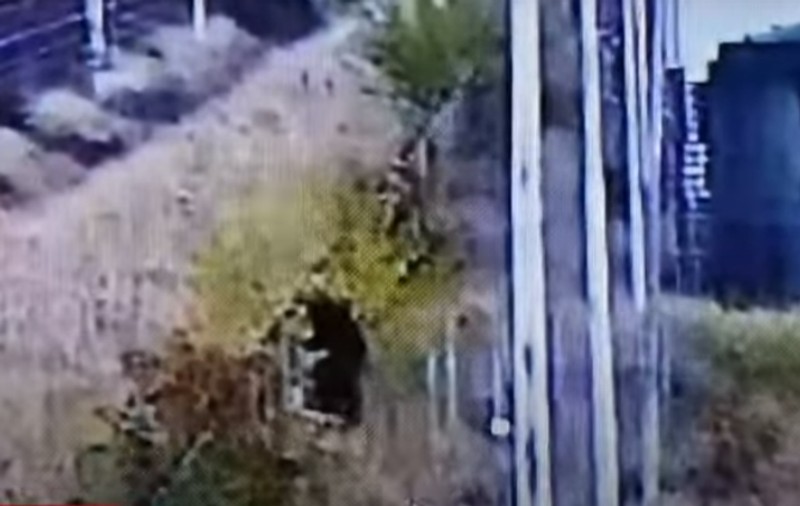 Momentul în care ursul sare gardul fabricii de bere Bergenbier din Ploiești. Animalul a apărut duminică la marginea orașului