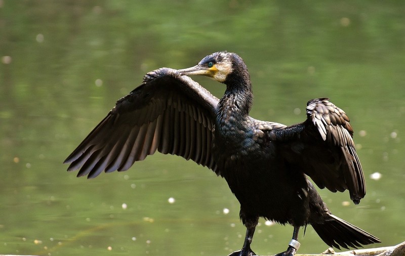 ”Epoca de aur” a cormoranilor se apropie de final. Senatul a aprobat vânarea lor