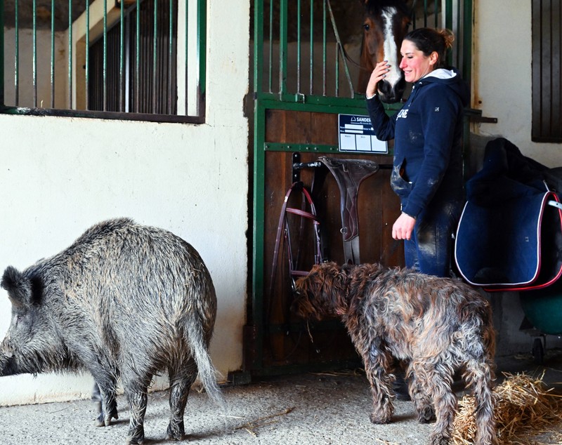 Victorie în instanță pentru Rillette, mistrețul salvat de la eutanasiere
