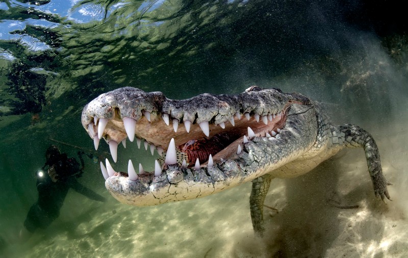 Un crocodil de Nil, descoperit plutind în mare cu gura legată  lângă o plajă din Alexandria, Egipt: „Proprietarul a vrut probabil să scape de el”